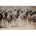 thumbnail image 1 of Blue Wildebeest Migration  Dust and Horns from Africa, Unframed Photographic Print Wall Art by Naturally Africa Sold by Art.Com, 1 of 4