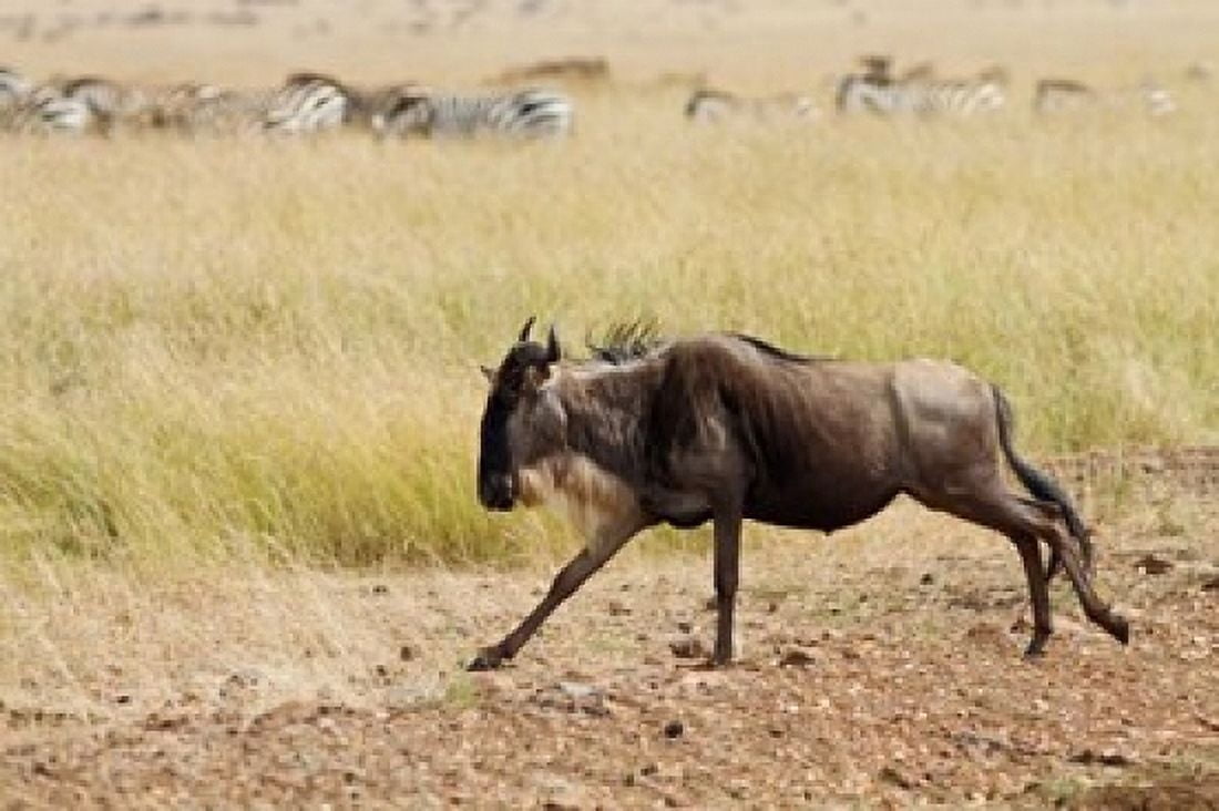 Blue Wildebeest on the run in Maasai Mara Wildlife Reserve Kenya Canvas Art - Jagdeep Rajput DanitaDelimont (24 x 15)