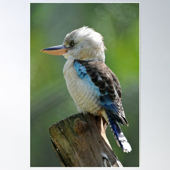 Blue Winged Kookaburra. North Queensland, Australia. Poster Wall Art, Modern Wall Decor For Living Room Bedroom, 8x12 UNFRAMED