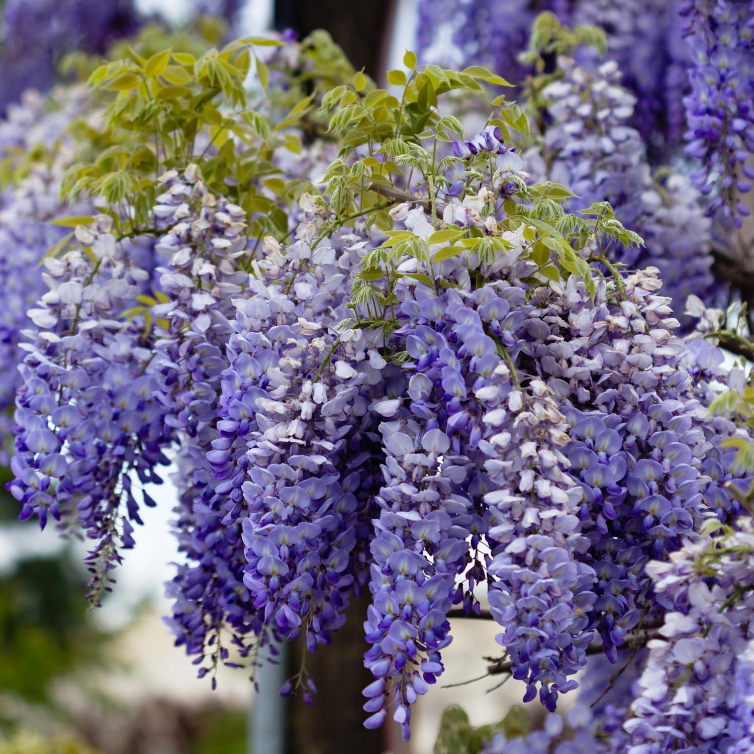 Blue Wisteria Vine Plant Breathtaking Wisteria floribunda in 4" Pot