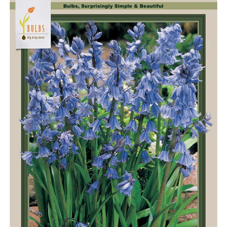 Blue Wood Hyacinth 10 Bulbs - Hyacinthoides - Spanish Bluebell - 8/10 cm  Bulbs