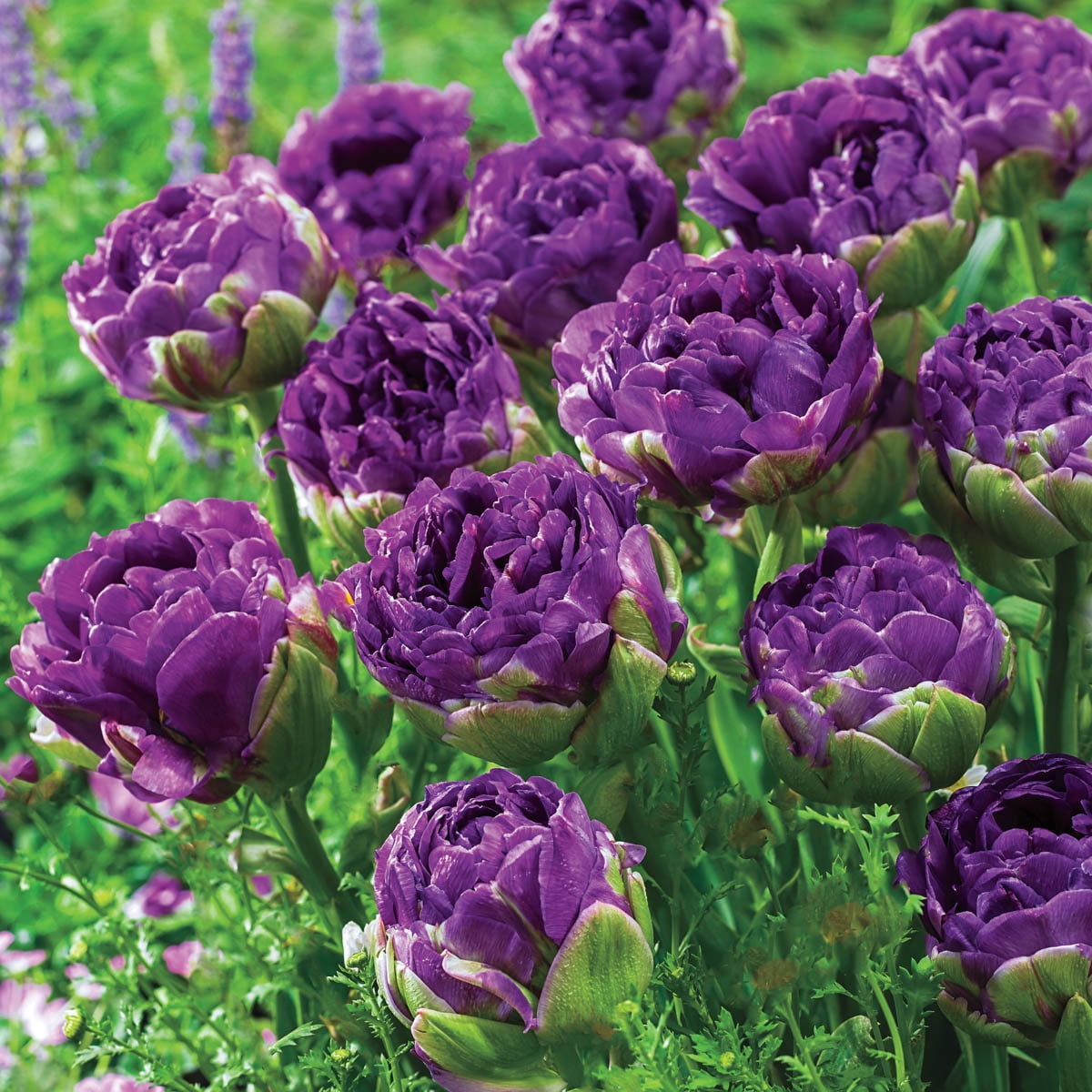 Blue Wow Double Peony Tulip Dormant Spring Flowering Bulbs 25 Pack