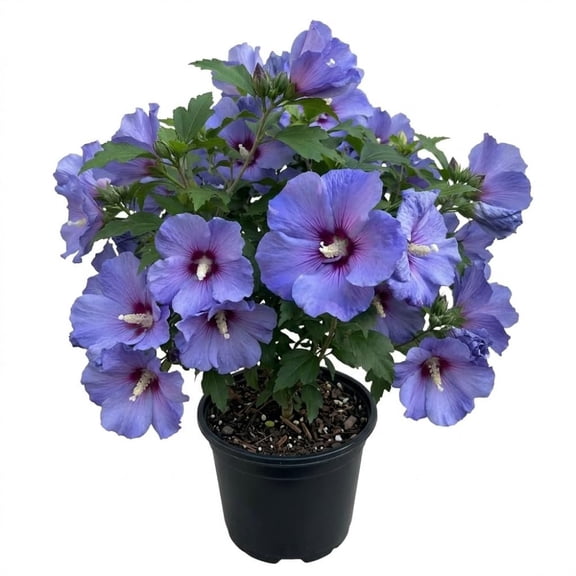 Blue Yellow Hibiscus Plant Live, Hardy Hibiscus Live Plant for Outdoor Planting, 5-7 Inch Tall, Perennial Flower Plant