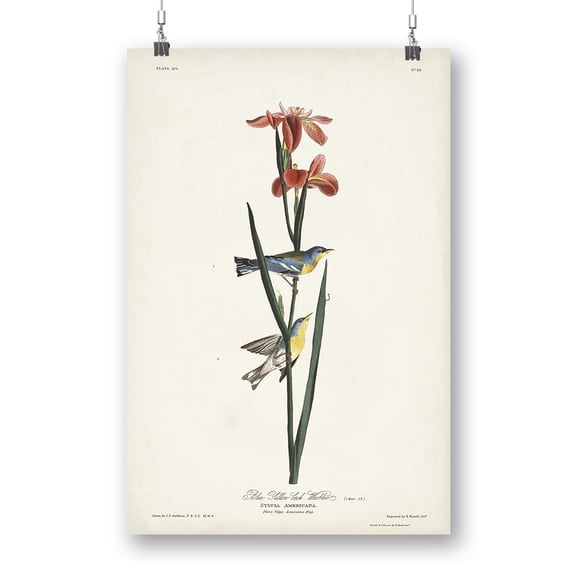 Blue Yellow-back Warbler Poster - John James Audubon Designs,