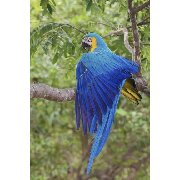 Blue and Gold Macaw stretching wing Poster Print by Ken Archer (24 x 36)