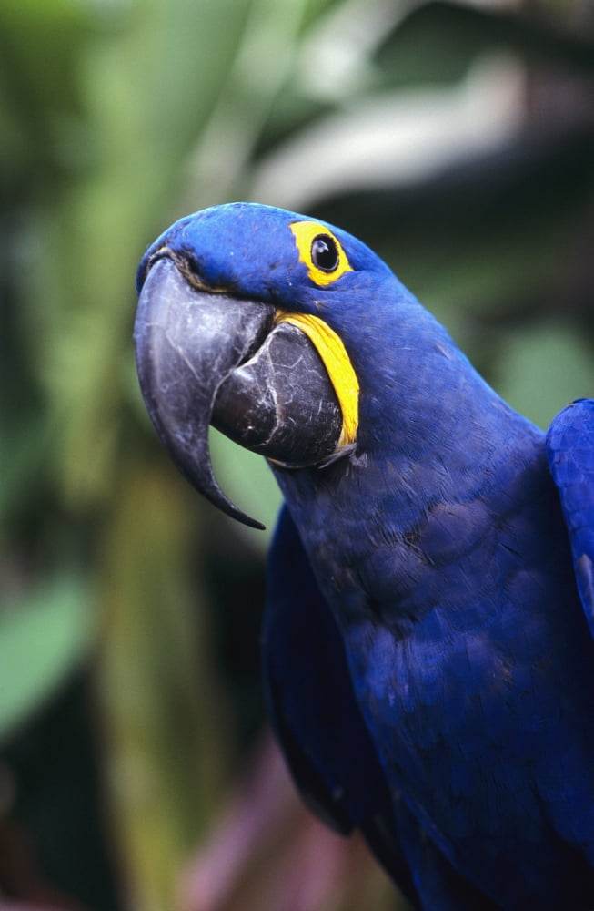 Blue and yellow Hyacinth Macaw bird Canvas Art - Greg Vaughn Design Pics (11 x 17)