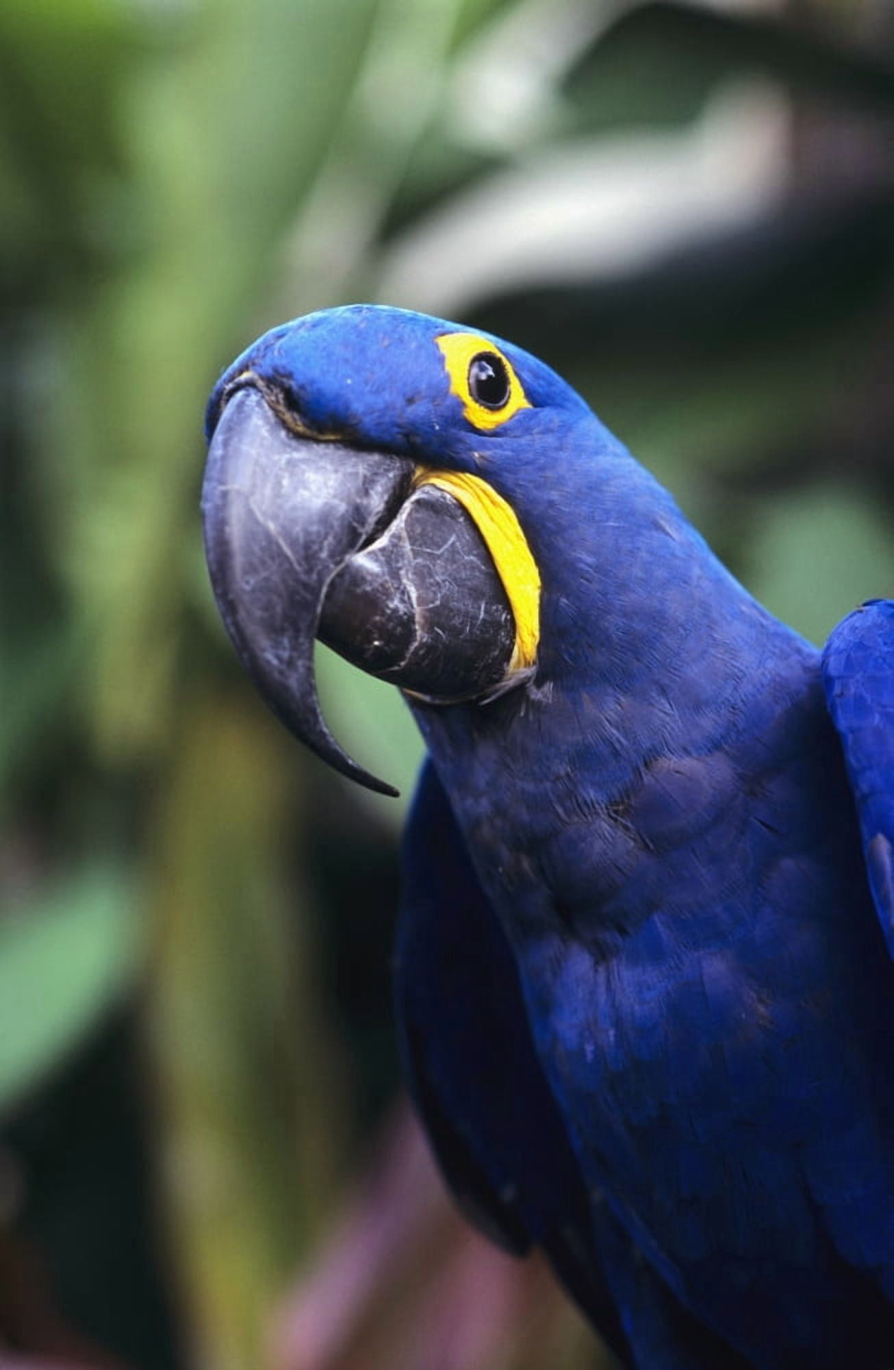 Blue and yellow Hyacinth Macaw bird Canvas Art - Greg Vaughn Design Pics (22 x 34)