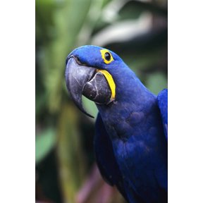 Blue and yellow Hyacinth Macaw bird Canvas Art - Greg Vaughn Design Pics (22 x 34)