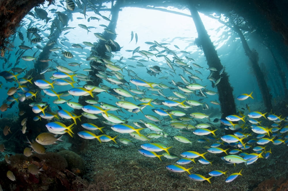 Blue and yellow fusilier fish gather under Arborek Jetty Raja Ampat Canvas Art - Steve JonesStocktrek Images (35 x 23)