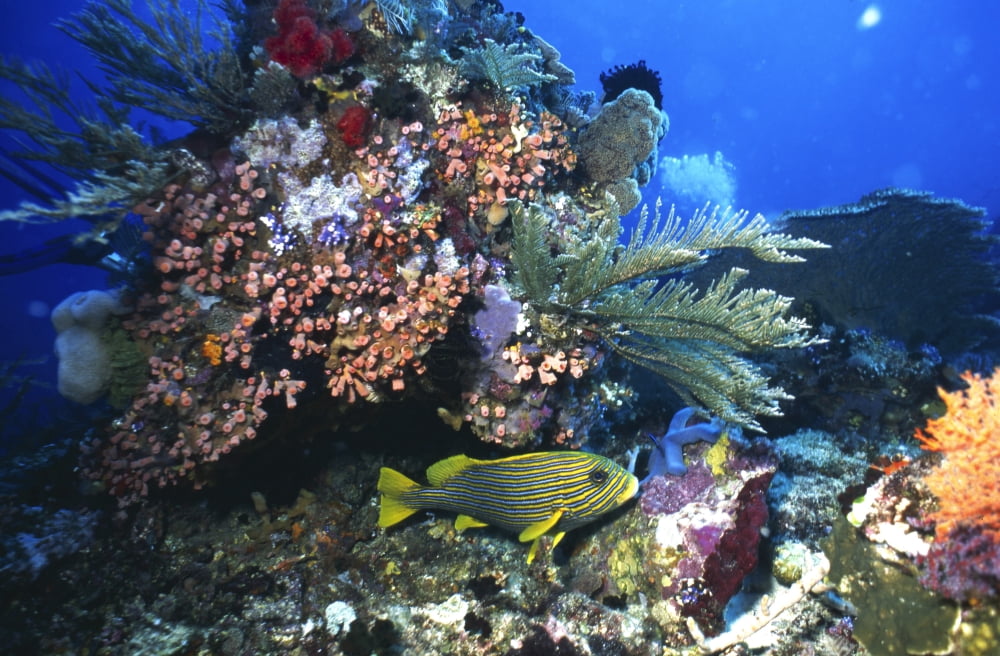 Blue banded sweetlip fish and coral reef Indonesia Canvas Art - Beverly FactorStocktrek Images (35 x 23)