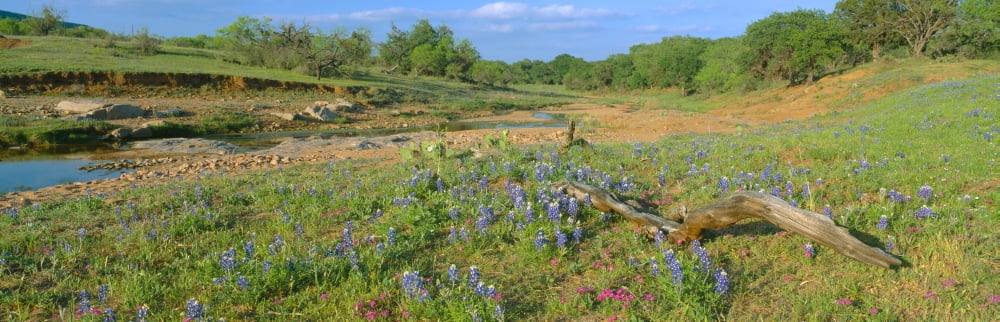 Blue bonnets in Hill Country Willow City Loop Road Texas Canvas Art - Panoramic Images (27 x 9)