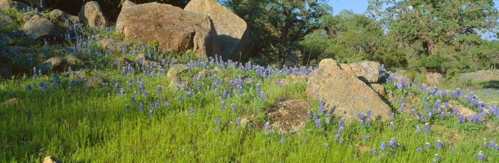 Blue bonnets in Hill Country Willow City Loop Road Texas Canvas Art - Panoramic Images (36 x 12)