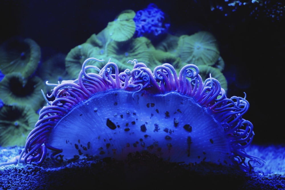 Blue coral underwaterIsrael Canvas Art - Reynold Mainse Design Pics (19 x 12)