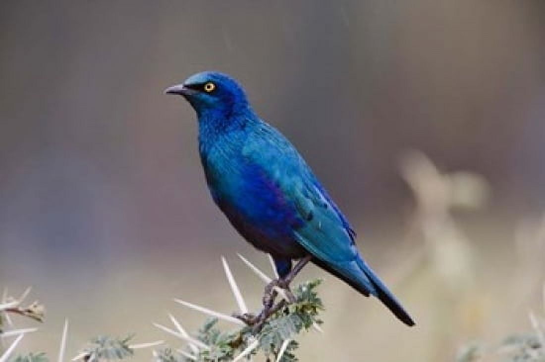 Blue-eared Glossy Starling bird Lake Nakuru NP Kenya Canvas Art - Adam Jones DanitaDelimont (24 x 15)