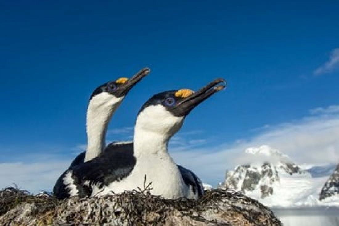 Blue-eyed Shags Antarctica Canvas Art - Paul Souders DanitaDelimont (35 x 23)