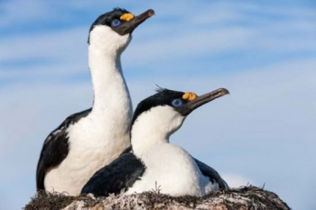 Blue-eyed Shags on its nest Petermann Island Antarctica Canvas Art - Paul Souders DanitaDelimont (38 x 25)