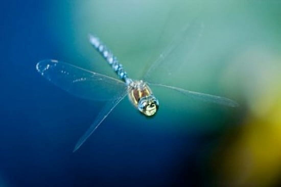 Blue-eyed darner dragonfly Insect British Columbia Canvas Art - Paul Colangelo  DanitaDelimont (36 x 24)