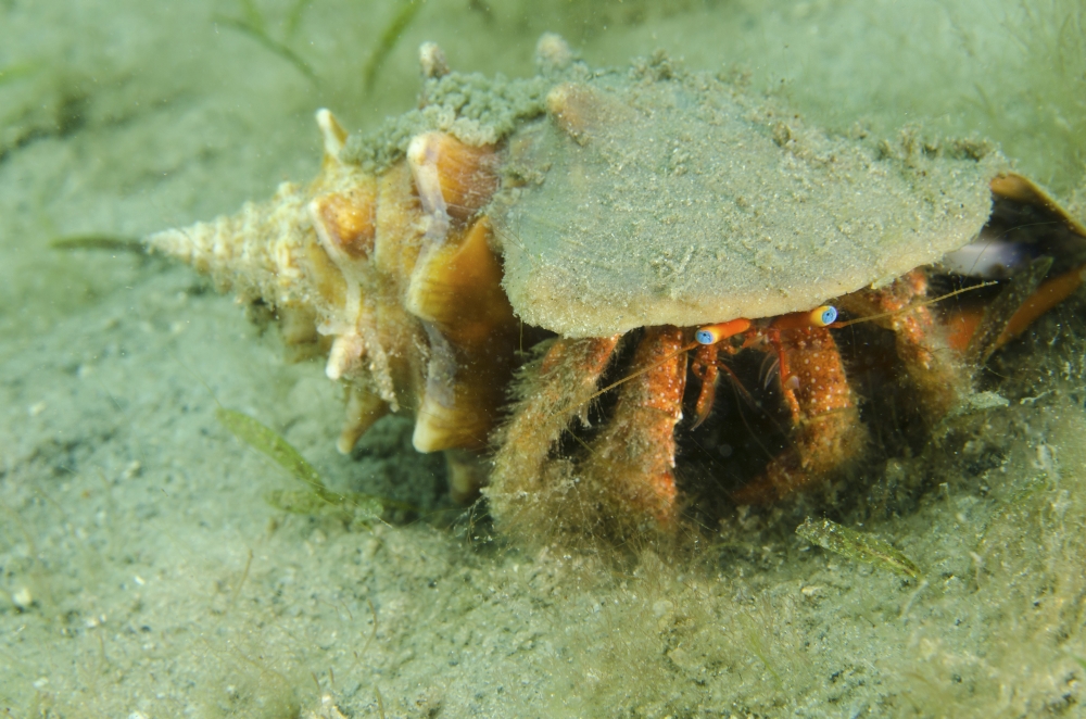 Blue-eyed hermit crab West Palm Beach Florida Canvas Art - Brent BarnesStocktrek Images (34 x 23)