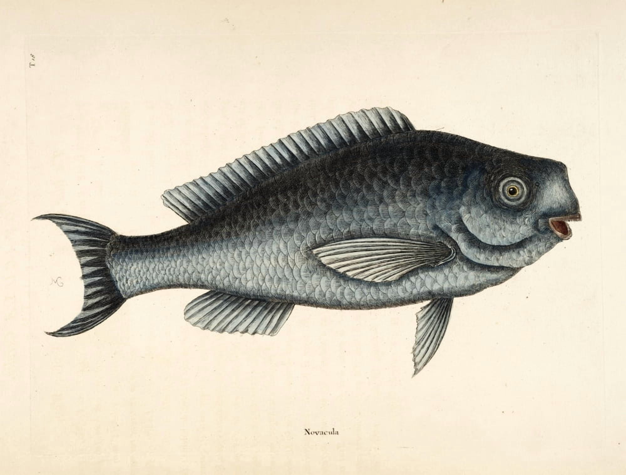 Blue fish Canvas Art - Mark Catesby (18 x 24)