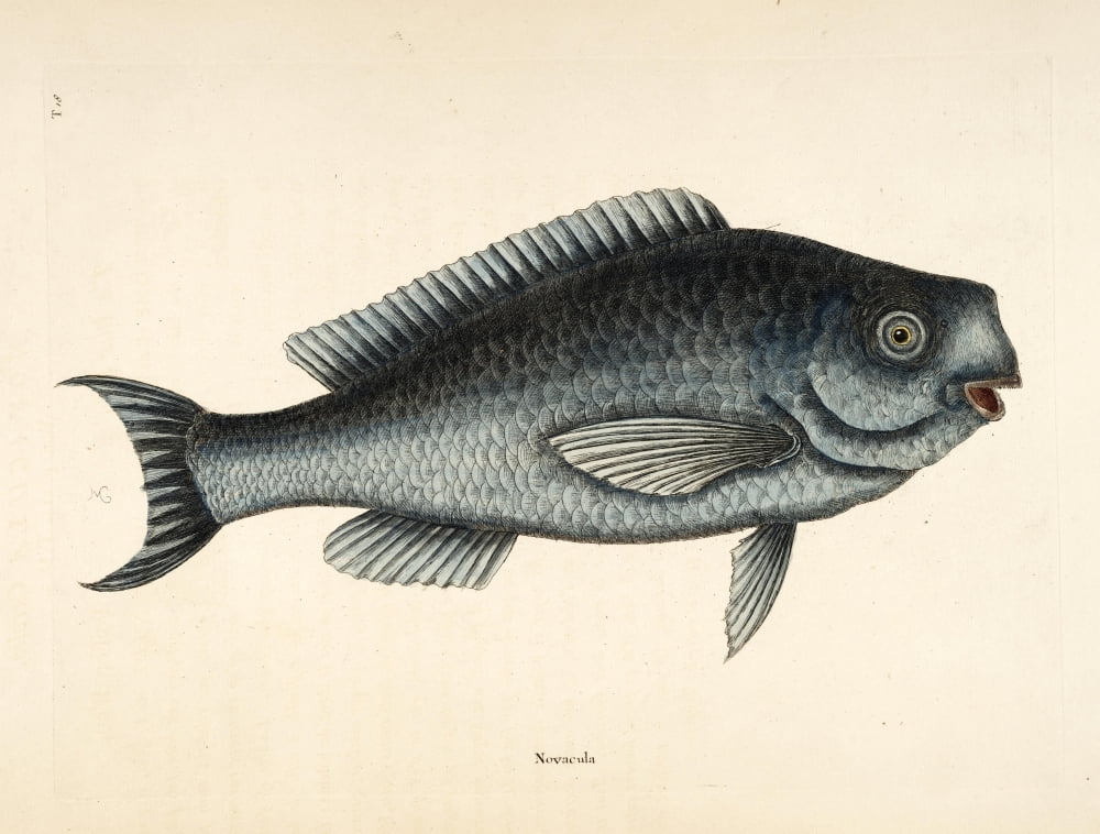 Blue fish Canvas Art - Mark Catesby (24 x 36)