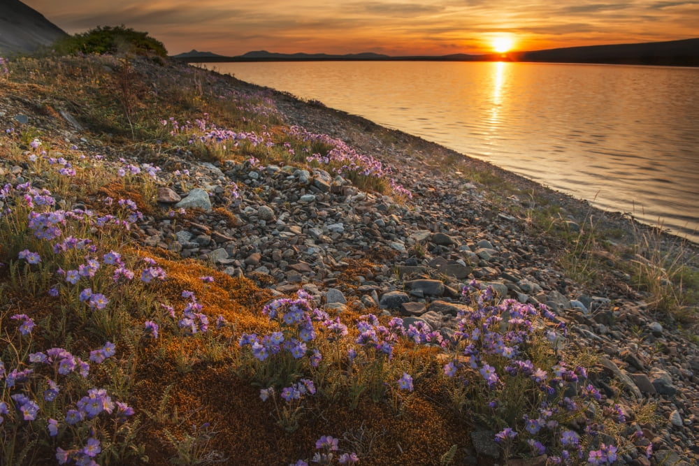Blue flax and sunset at Lower Twin Lake Lake Clark National Park & Preserve Southcentral Alaska Canvas Art - Carl Johnson Design Pics (19 x 12)