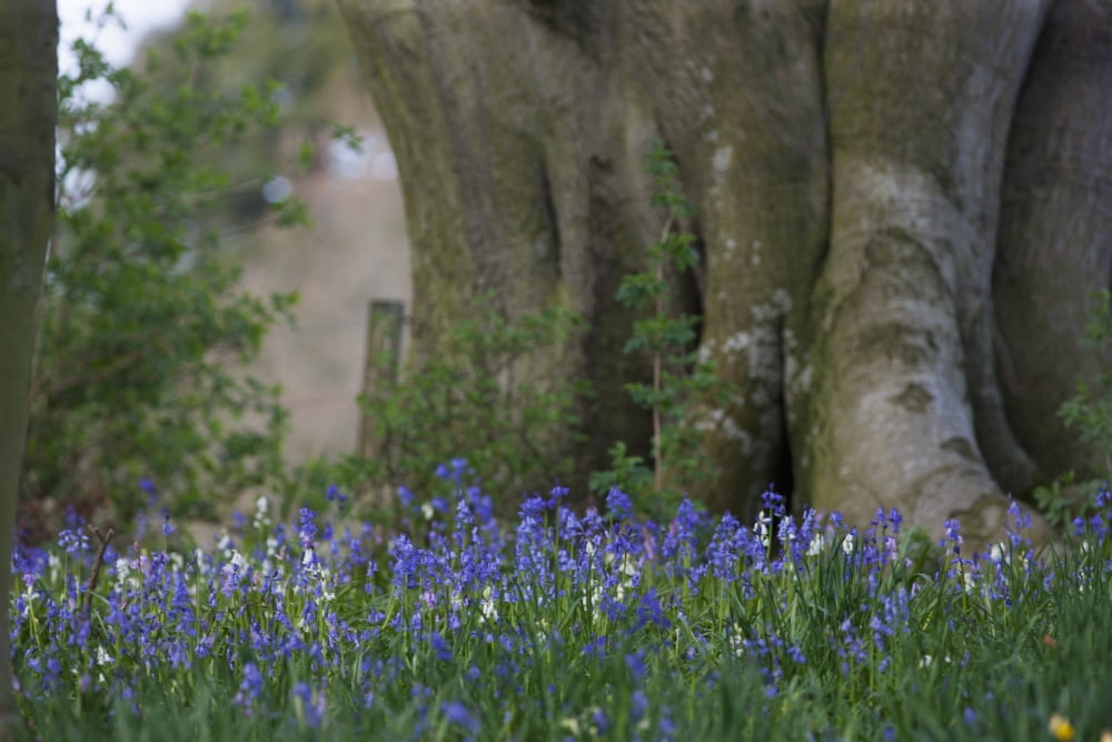 Blue flowers blossomingHirsel scottish borders scotland Canvas Art - John Short Design Pics (38 x 24)