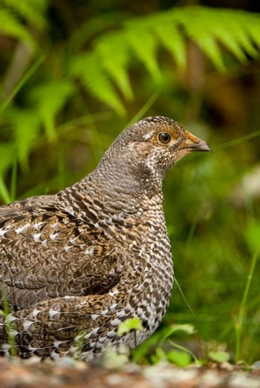 Blue grouse bird Salt Spring Isl British Columbia Canvas Art - Paul Colangelo DanitaDelimont (24 x 36)