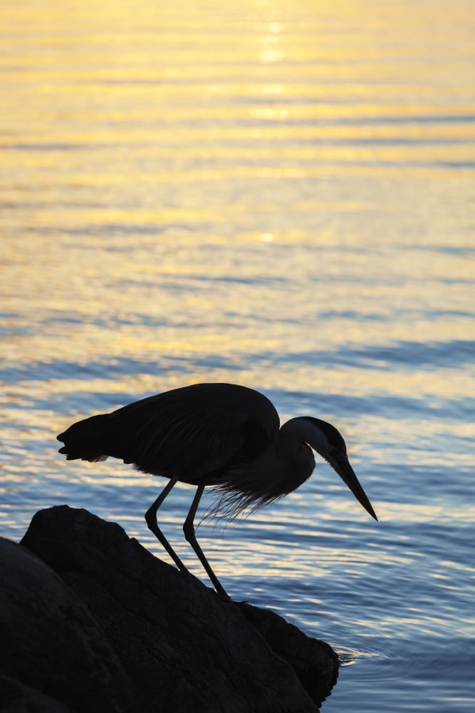 Blue heron by Balsam Lake at sunrise Ontario Canada Canvas Art - Vast Photography Design Pics (12 x 19)