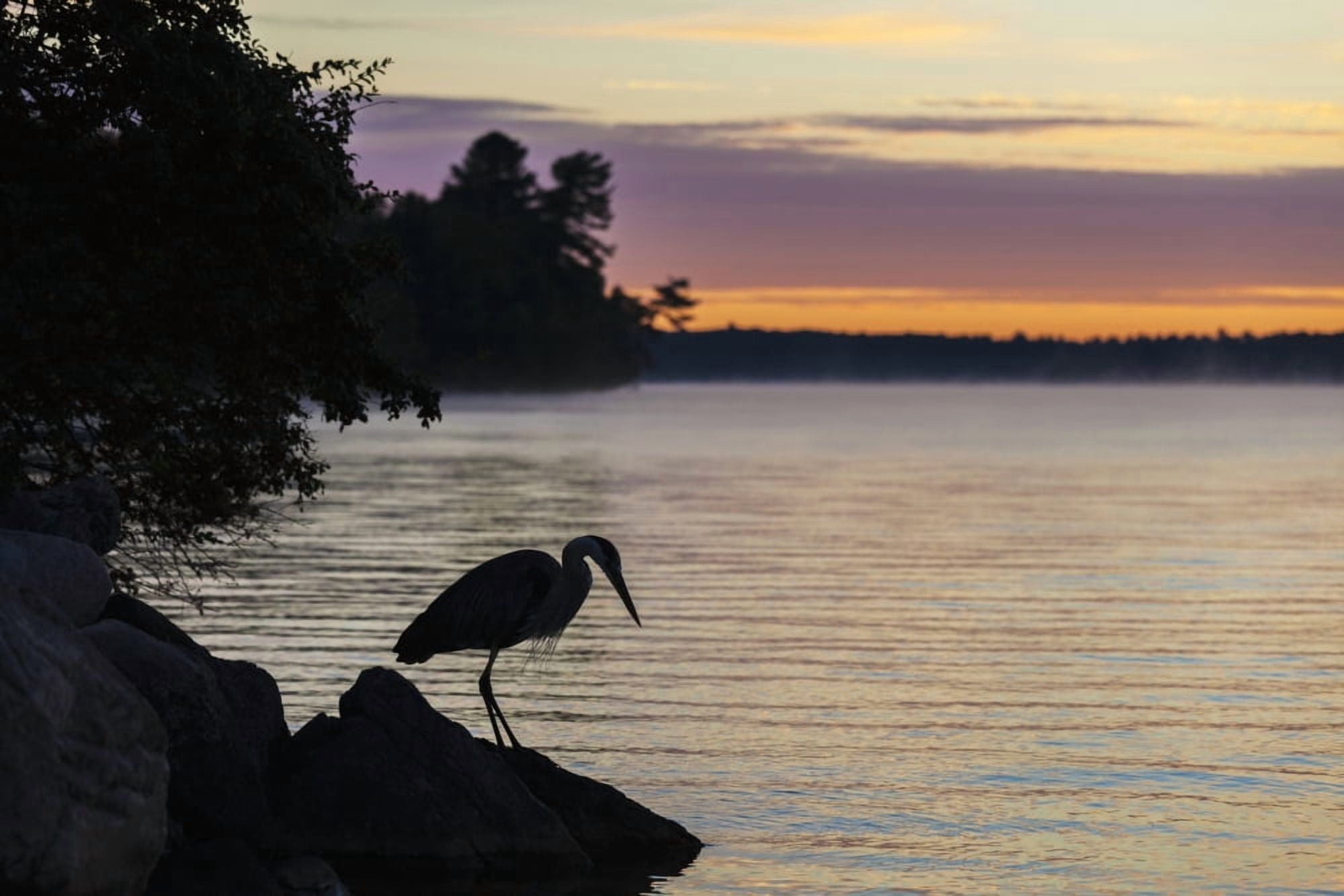 Blue heron by Balsam Lake at sunrise Ontario Canada Canvas Art - Vast Photography Design Pics (38 x 24)