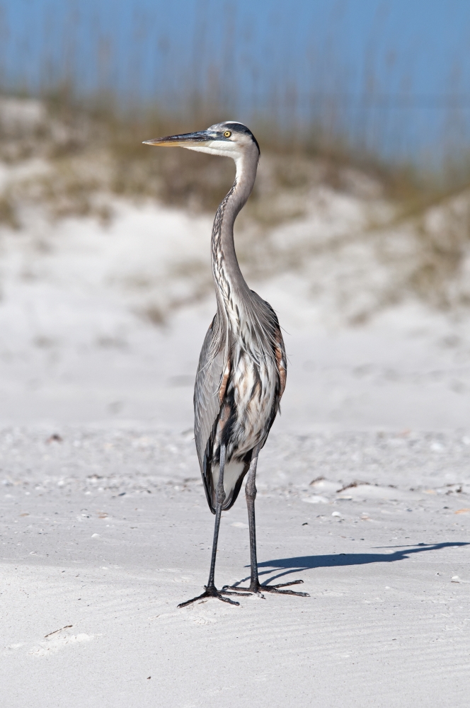 Blue heron on the sandGulf shores alabama united states of america Canvas Art - Jim Julien Design Pics (24 x 38)