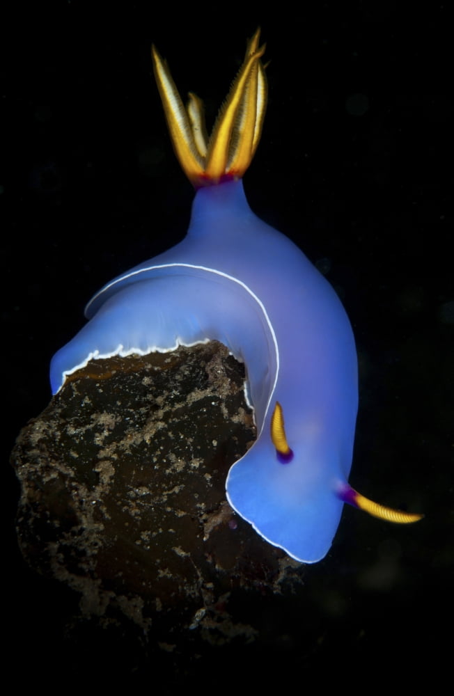 Blue hypselodoris bulockii sea slug nudibranch Canvas Art - Mathieu MeurStocktrek Images (12 x 18)