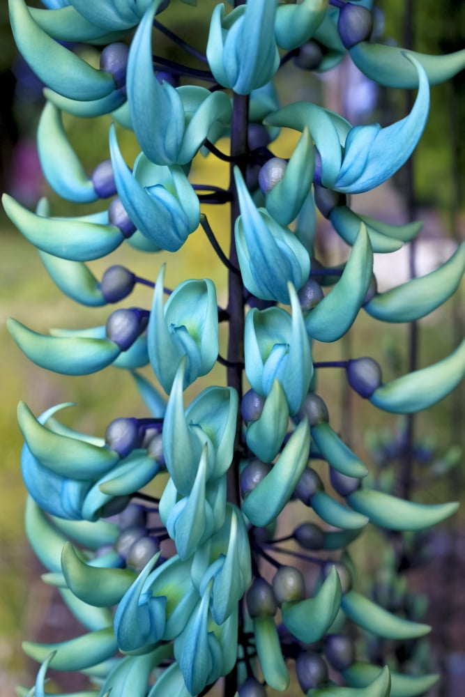 Blue jade plant Hawaii United States of America Canvas Art - Scott Mead Design Pics (12 x 19)