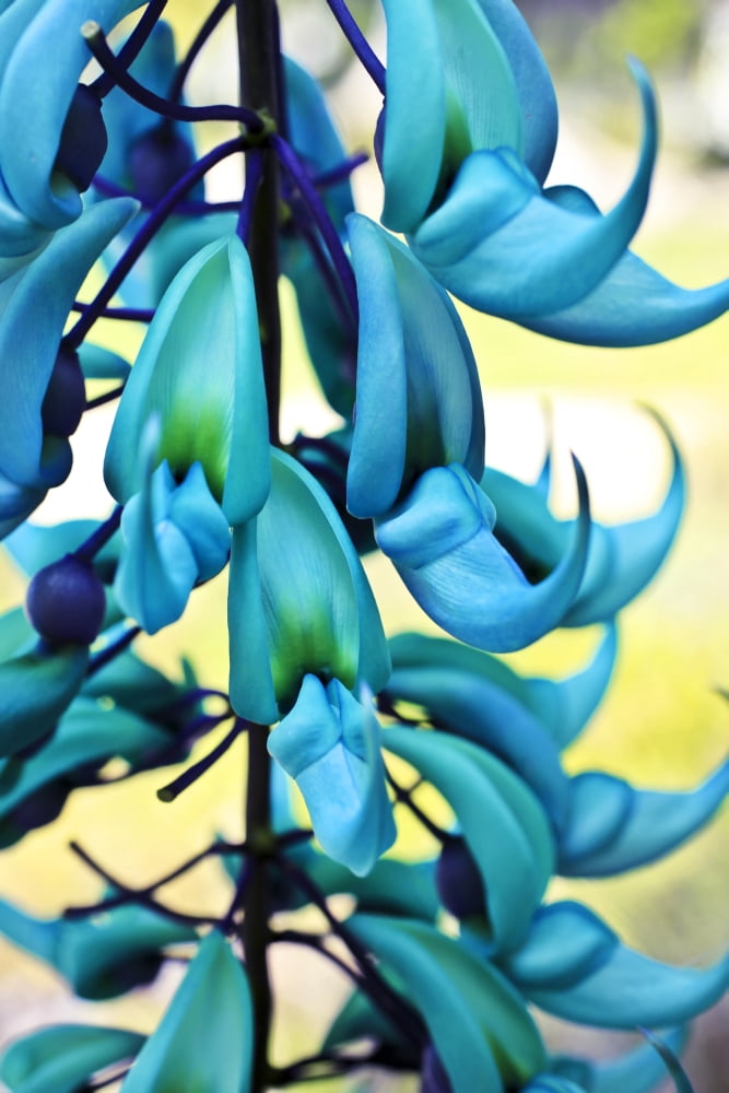 Blue jade plant Hawaii United States of America Canvas Art - Scott Mead Design Pics (24 x 38)
