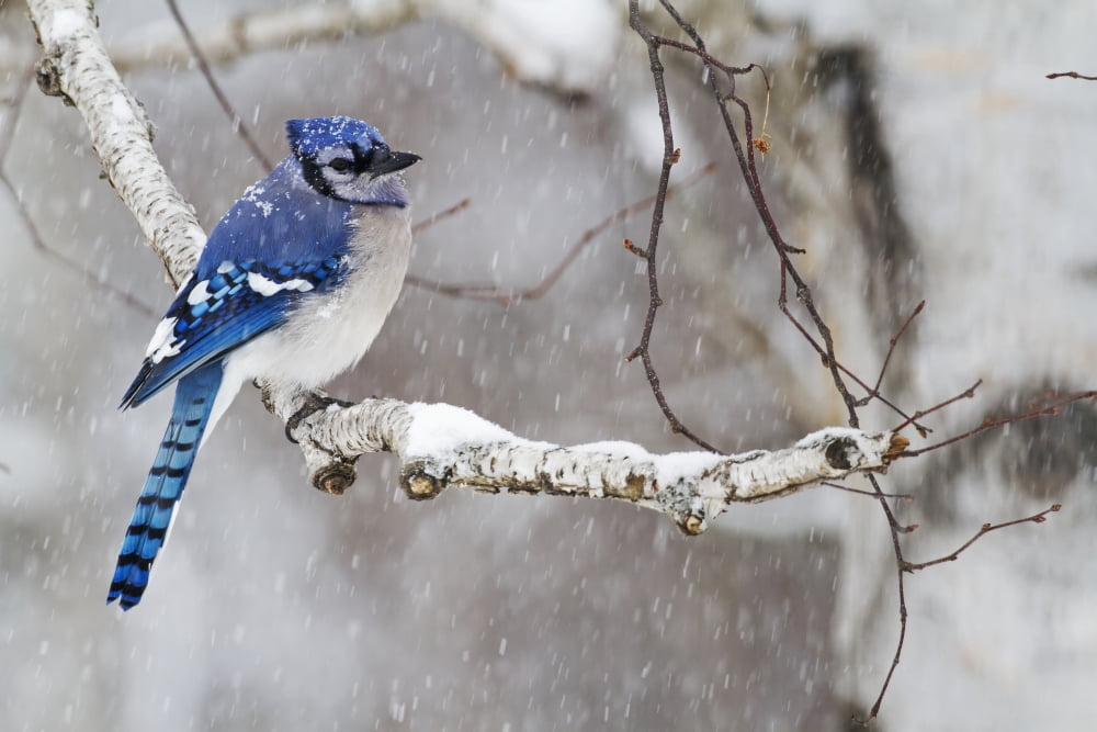 Blue jay (Cyanocitta cristata)perched on a branch under snowfall Quebec Canada Canvas Art - Philippe Henry  Design Pics (19 x 12)