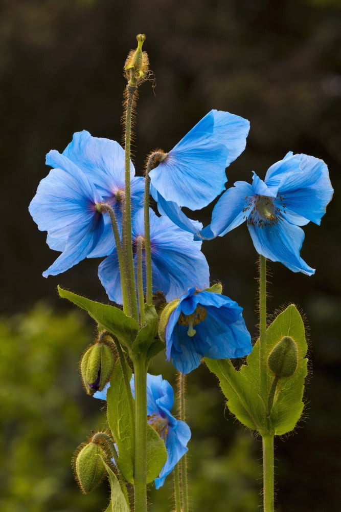 Blue poppies blooming in Kodiak Alaska garden Canvas Art - Marion Owen Design Pics (12 x 19)