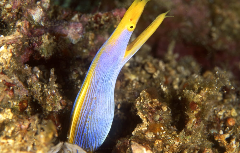 Blue ribbon eel Batangas Philippines Canvas Art - Beverly FactorStocktrek Images (35 x 23)