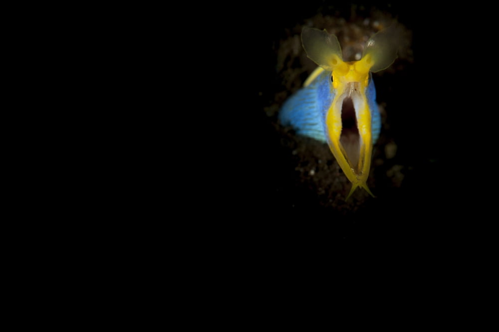Blue ribbon eel head on view Bali Canvas Art - Steve JonesStocktrek Images (18 x 12)