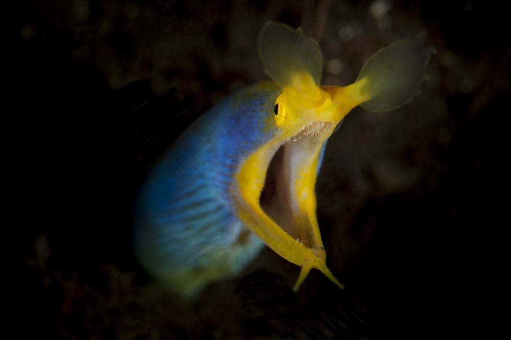 Blue ribbon eel head on view Bali Canvas Art - Steve JonesStocktrek Images (18 x 12)