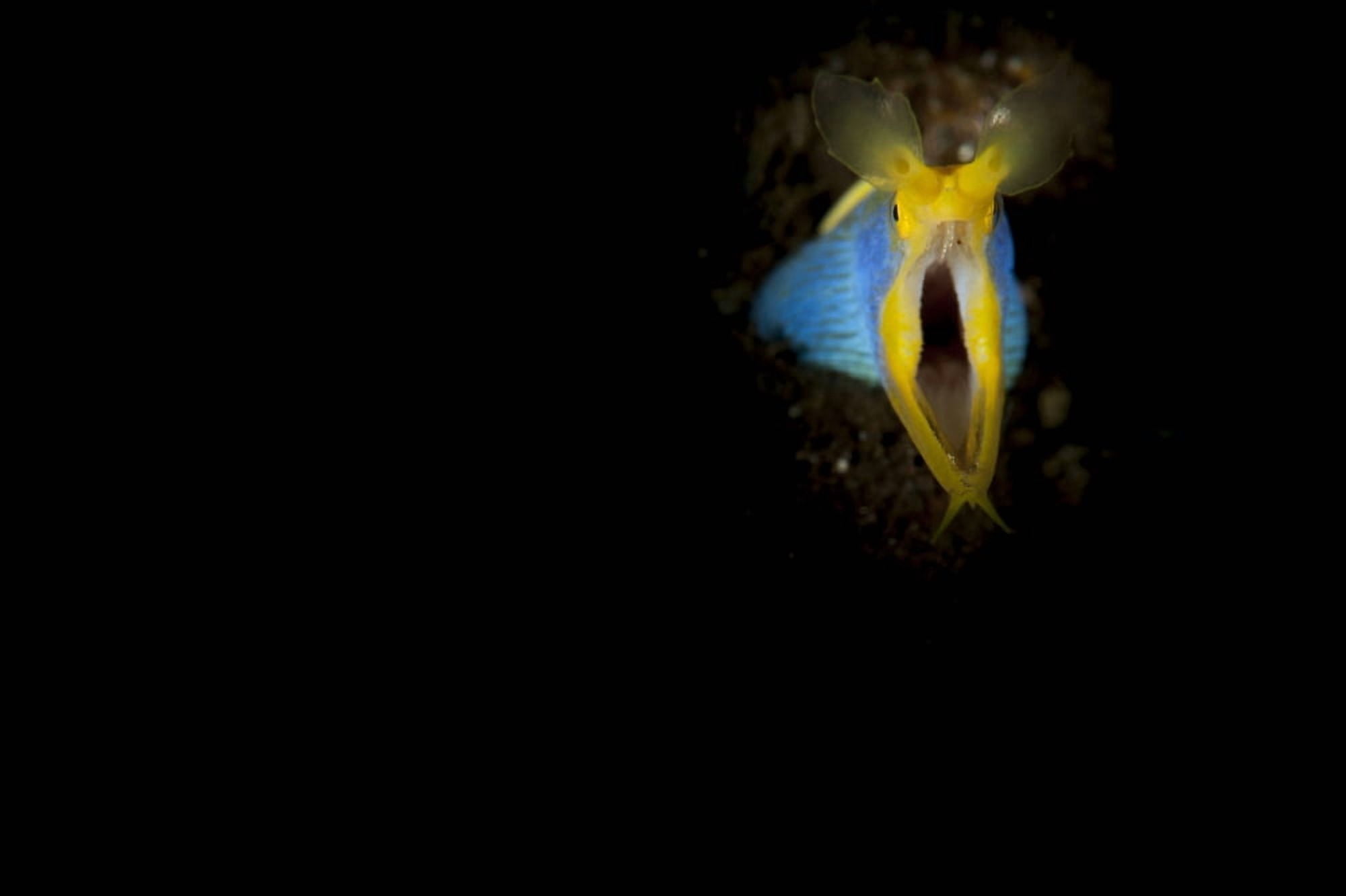 Blue ribbon eel head on view Bali Canvas Art - Steve JonesStocktrek Images (35 x 23)