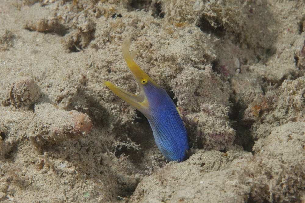 Blue ribbon eel with mouth wide open on a Fijian reef Canvas Art - Terry MooreStocktrek Images (18 x 12)
