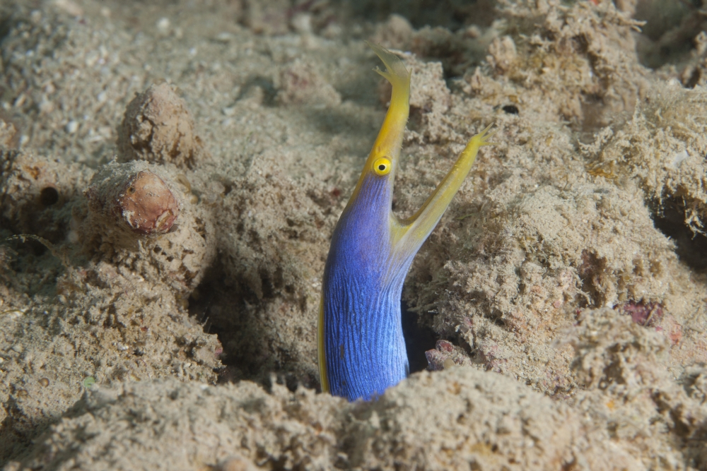 Blue ribbon eel with mouth wide open on a Fijian reef Canvas Art - Terry MooreStocktrek Images (35 x 23)