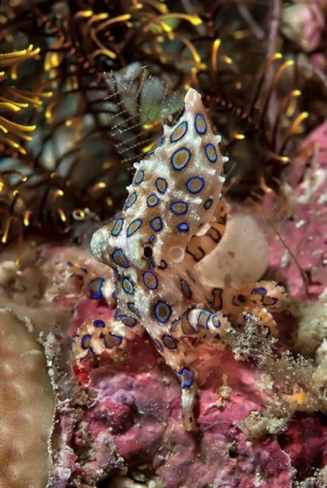 Blue-ring octopus and coral Raja Ampat Papua Indonesia Canvas Art - Jaynes Gallery DanitaDelimont (24 x 36)