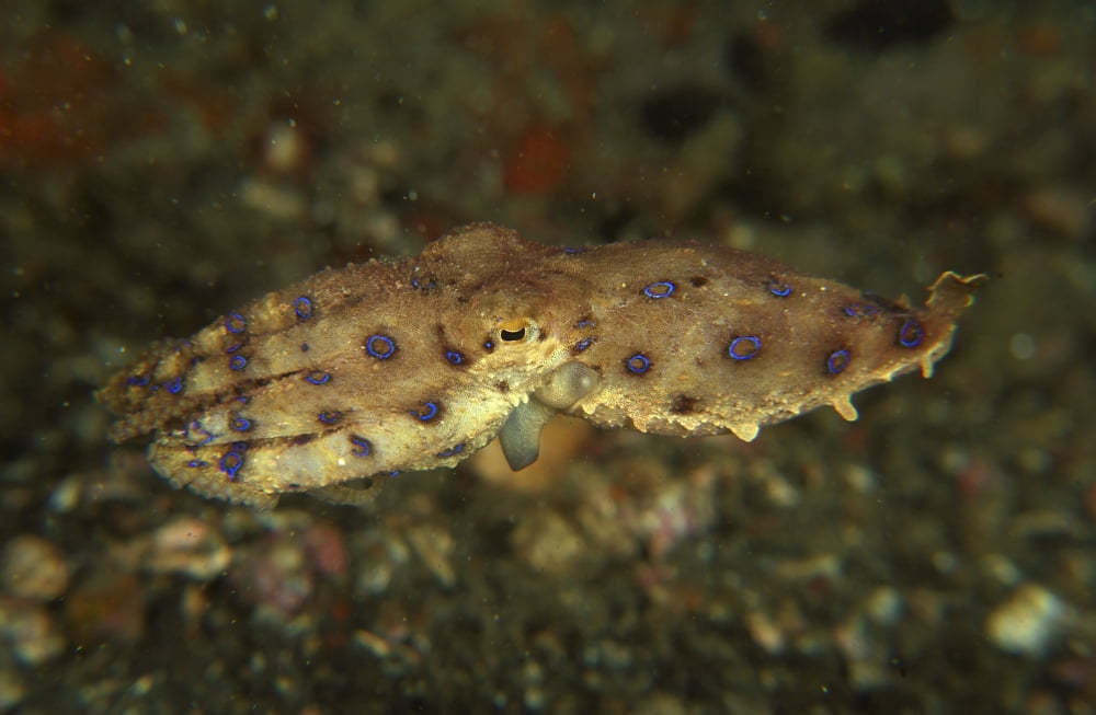 Blue ring octopus swimming North Sulawesi Indonesia Canvas Art - Mathieu MeurStocktrek Images (18 x 12)