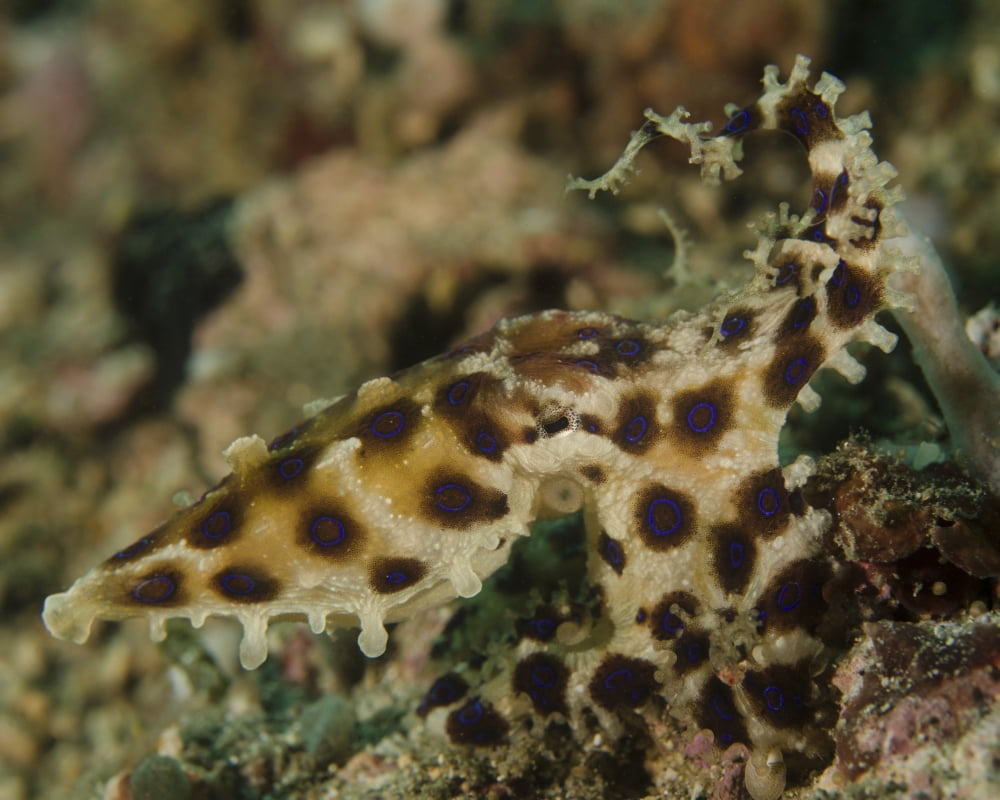 Blue-ringed octopus Lembeh Strait Indonesia Canvas Art - Brent BarnesStocktrek Images (16 x 13)