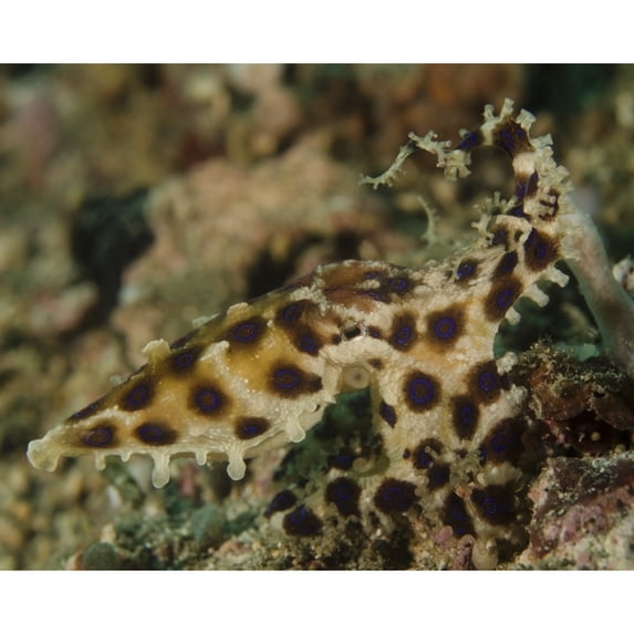 Blue-ringed octopus Lembeh Strait Indonesia Poster Print