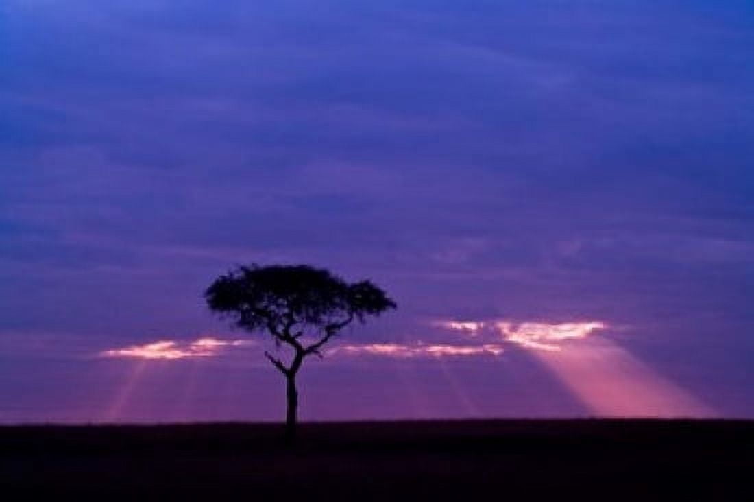 Blue skies Maasai Mara Kenya Canvas Art - Joe Restuccia III DanitaDelimont (38 x 25)