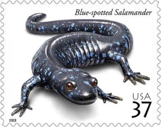 Blue-spotted Salamander Canvas Art - US POSTAL SERVICE (24 x 30)