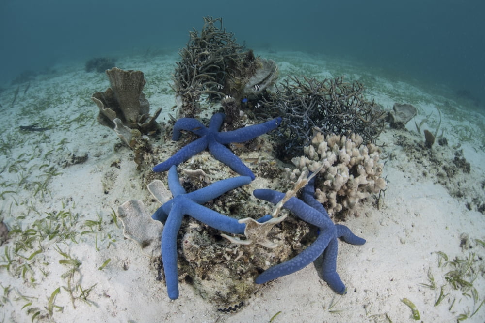 Blue starfish cling to a coral bommie in Indonesia Canvas Art - Ethan DanielsStocktrek Images (18 x 12)