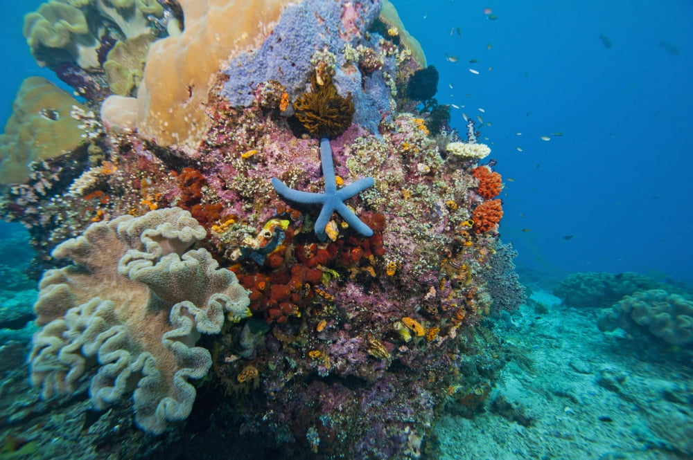 Blue starfish on coral reef Raja Ampat Indonesia Canvas Art - Beverly FactorStocktrek Images (18 x 12)