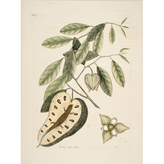 Blue-tail Lizard Canvas Art - Mark Catesby (24 x 36)